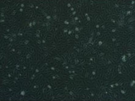 小鼠子宫内膜上皮细胞