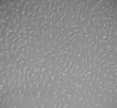 小鼠肾动脉内皮细胞