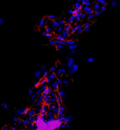 小鼠主动脉内皮细胞