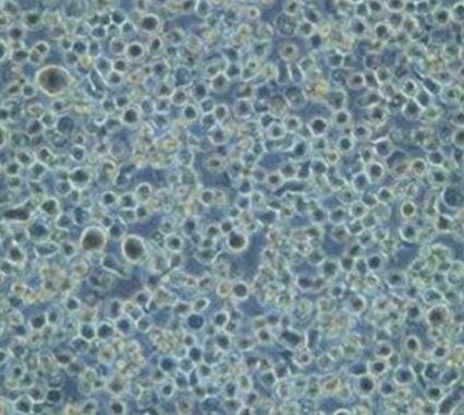 小鼠皮肤肥大细胞