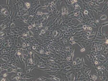 小鼠海马神经元细胞