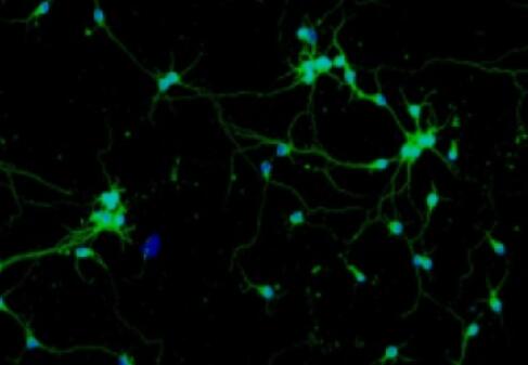 小鼠雪旺氏细胞