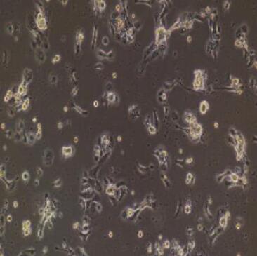 小鼠视网膜Muller细胞