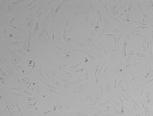 小鼠牙乳头细胞