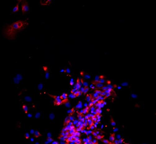 小鼠肝外胆管上皮细胞