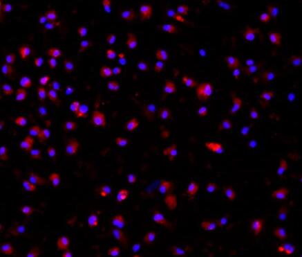 小鼠骨髓来源巨噬细胞