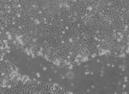 小鼠滋养层干细胞