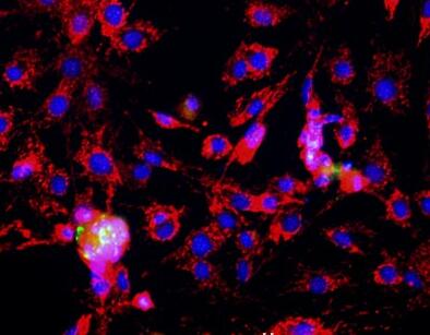 小鼠胸腺上皮细胞