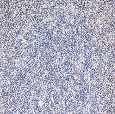 小鼠肺泡巨噬细胞