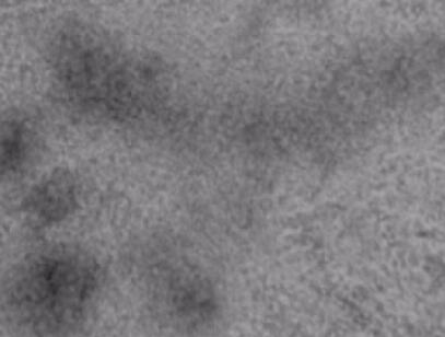 小鼠脾淋巴细胞