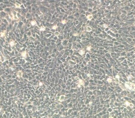 小鼠表皮角化细胞