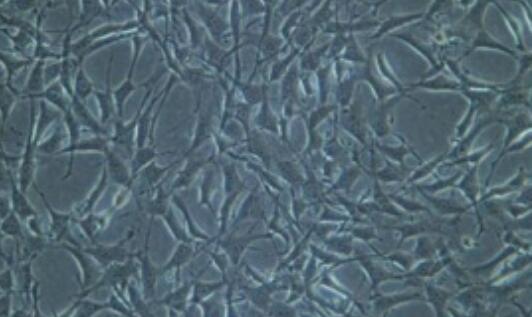 小鼠淋巴结淋巴细胞