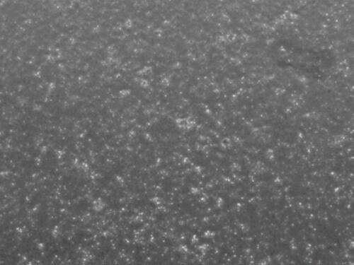 小鼠外周血单个核细胞