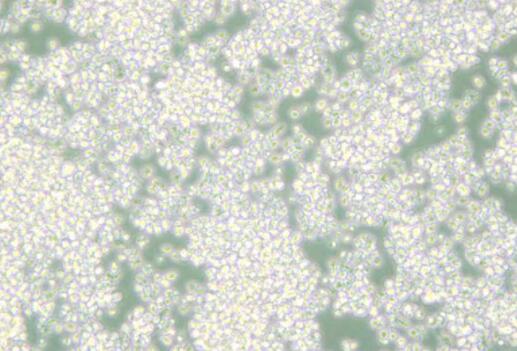 小鼠胸腺淋巴细胞