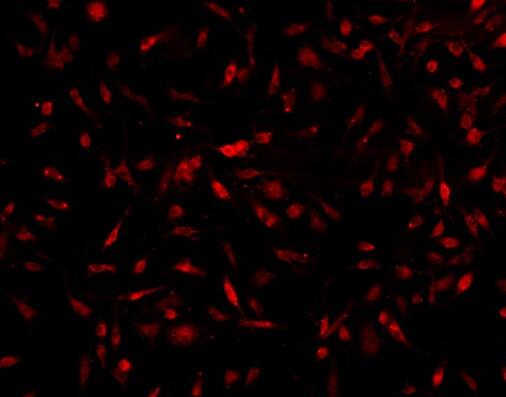 小鼠脂肪干细胞