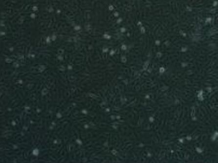 小鼠骨骼肌卫星细胞