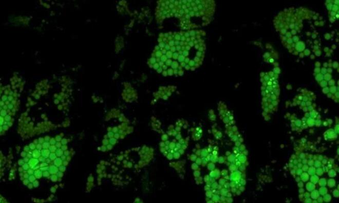 小鼠棕色脂肪细胞