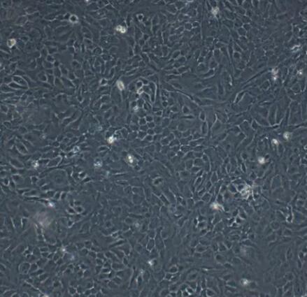 小鼠表皮角化上皮细胞