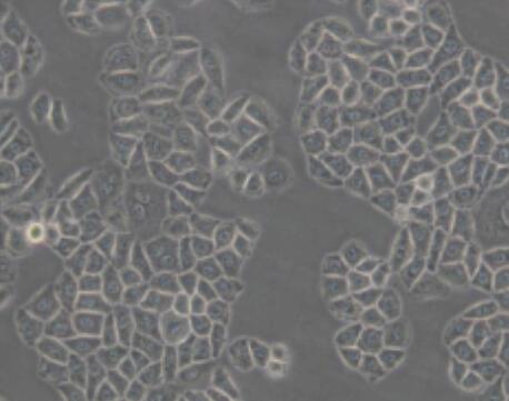 小鼠骨细胞