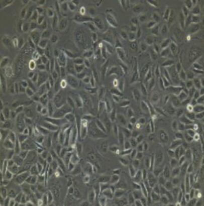 小鼠口腔粘膜成纤维细胞