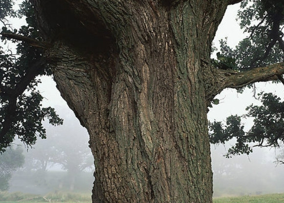 漆黄素漆黄素50% 99%含量 黄栌提取物 非瑟酮、漆树黄酮粉 