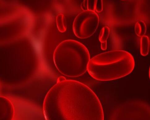 小鼠下腔静脉内皮细胞