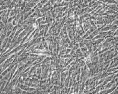 小鼠输卵管上皮细胞