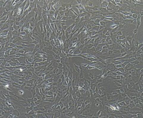 猪主动脉内皮细胞