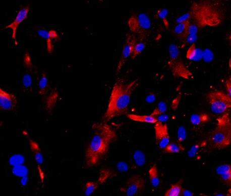 大鼠Ⅱ型肺泡上皮细胞