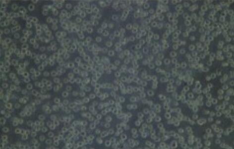 大鼠气管上皮细胞