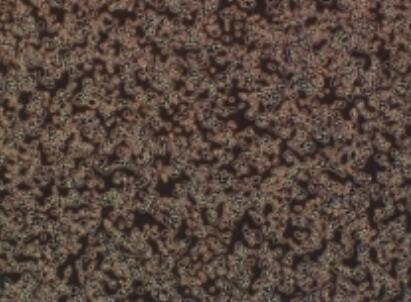 大鼠肺动脉成纤维细胞