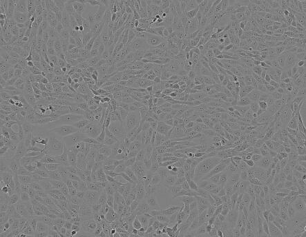 大鼠胰腺导管上皮细胞