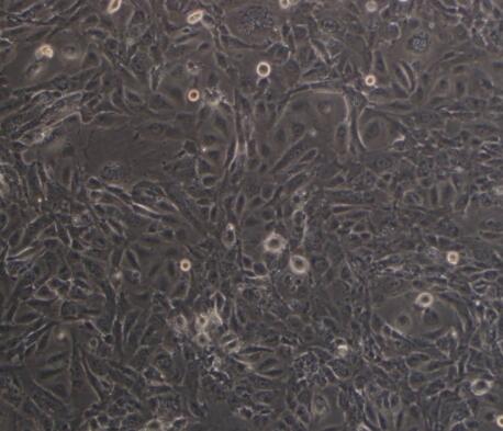 大鼠胰腺上皮细胞