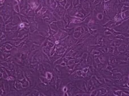 大鼠小肠隐窝上皮细胞