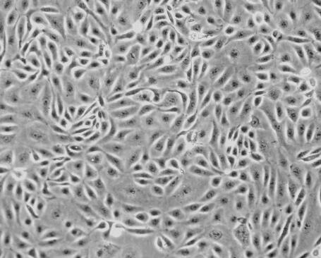 大鼠小肠黏膜上皮细胞