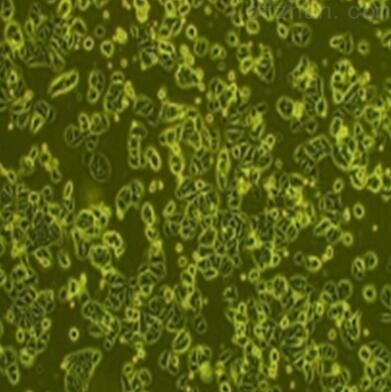 大鼠肾实质细胞