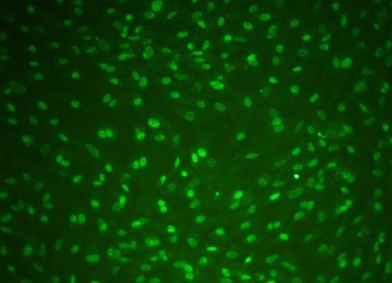 大鼠膀胱移行上皮细胞