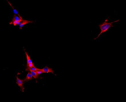 大鼠前列腺上皮细胞