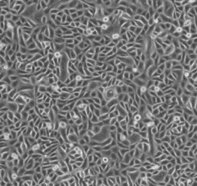 大鼠表皮角质形成细胞