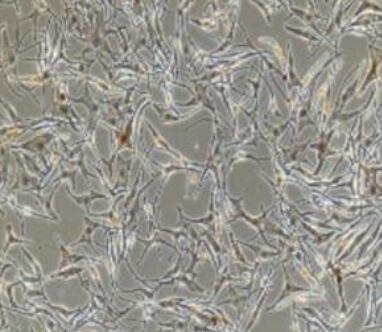 大鼠表皮黑色素细胞