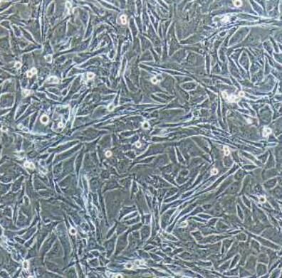 大鼠虹膜色素上皮细胞