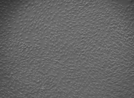 大鼠角膜上皮细胞