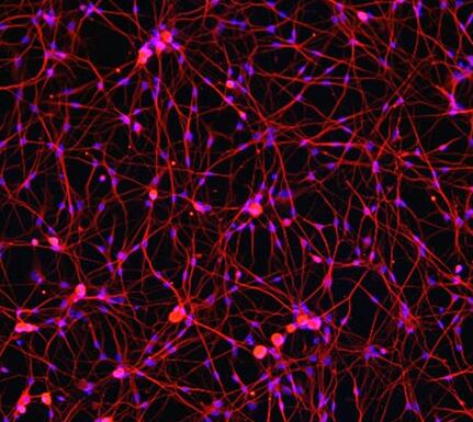 大鼠背根神经元细胞