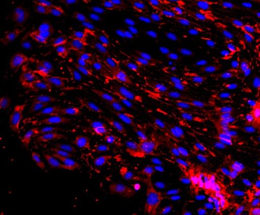 大鼠心脏微血管内皮细胞