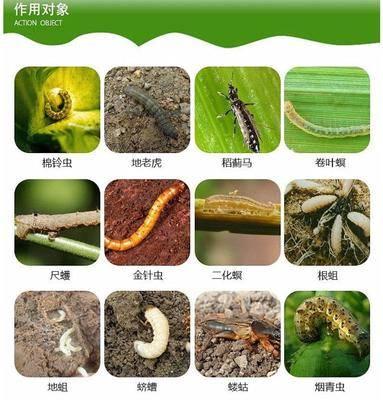 辛硫磷杀虫对象.jpeg 辛硫磷杀虫对象.jpeg