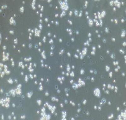 大鼠骨髓单核细胞