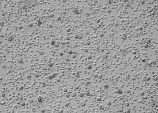 大鼠腹膜间皮细胞