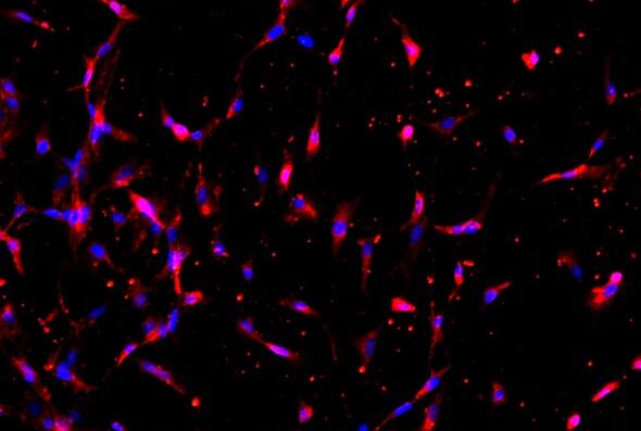 大鼠睾丸支持细胞