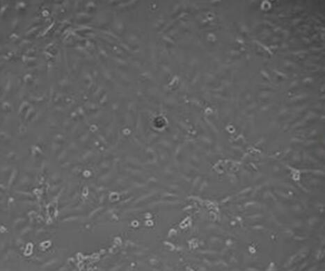 大鼠呼吸道上皮细胞