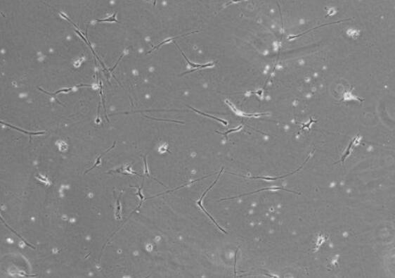 大鼠脊髓成纤维细胞